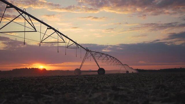 The sunset corn field is being watered for the first time by the irrigation system. agriculture business irrigation corn concept. harvested corn while irrigation systems were lifestyle in place