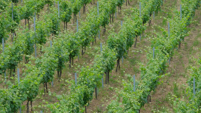 Un vigneto di uva Vermentino.