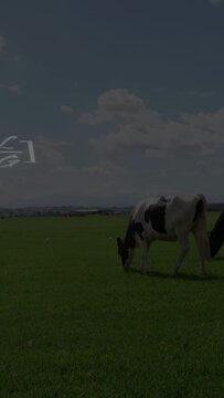 Holstein dairy cow grazing in grassy pasture as math formulas and chemical diagrams floating