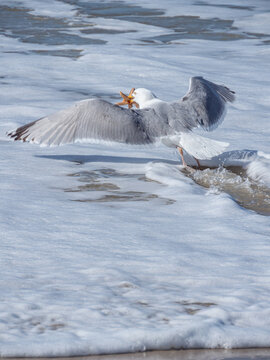 Seagull with starfish
