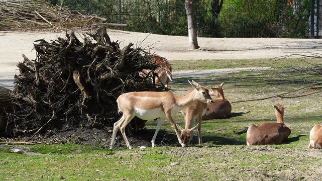 The Indian Blackbuck, Antelope cervicapra or Indian antelope inhabits grassy plains and slightly forested areas. Fast animals, the blackbuck can run at as high as 80 kilometers per hours.
