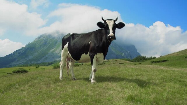 Black and white dairy cow grazing in a green mountain pasture with clouds and rocky peaks in the background, Switzerland.