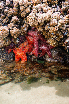 Colorful sea stars and green sea anemones on tide-covered rocks at low tide, Cannon Beach, Oregon. Close-up view of marine life on the Pacific Northwest coast.