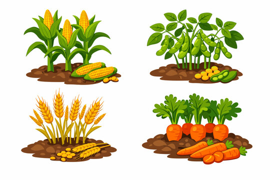 Set of Agricultural Crops Growing in Soil Including Corn, Soybeans, Wheat, and Carrots. Cartoon Vector Illustration of Farm Plants for Organic Gardening, Agriculture, and Crop Rotation.