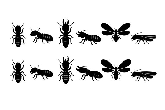Set of Black Termite Insect Silhouettes Showing Different Castes Including Worker, Soldier with Large Mandibles, and Winged Alate Reproductive Forms in Top and Side View Profile on White