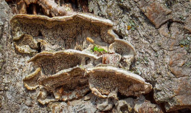Mossy maze polypore - Cerrena unicolor