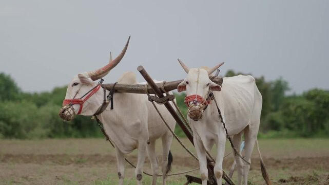 Indian Bullocks Plowing Field with Traditional Farming Method in Rural Village