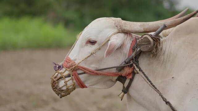 Indian Bullocks Plowing Field with Traditional Farming Method in Rural Village