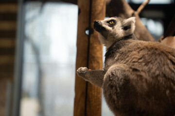Fototapeta premium close-up portrait of a ring-tailed lemur perched on warm wooden branches inside a softly lit enclosure, golden eyes gazing upward, textured gray-brown fur and intimate natural atmosphere, portrait