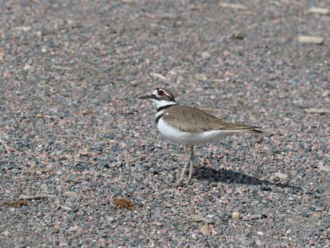 Killdeer (Charadrius vociferus) Standing on Gravel Ground Looking Up, Colorado, USA