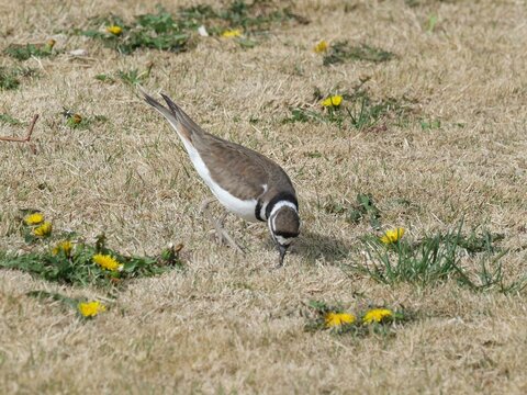 Killdeer (Charadrius vociferus) Foraging on Dry Grass Lawn in Spring, Colorado, USA