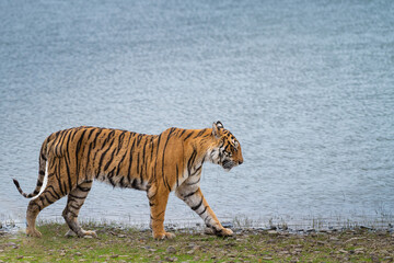 Bengal tiger walking along the lakeshore in Ranthambore National Park, India. A striking wildlife scene capturing the grace and power of this endangered big cat in its natural habitat. © Rohit Beniwal