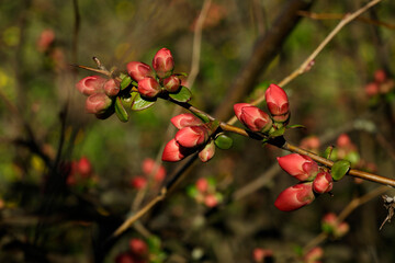Obraz premium Chaenomeles cathayensis, Japanese quince flower with red petals, early spring