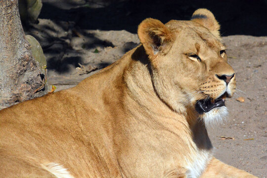 Lion is one of the four big cats in the genus Panthera, and a member of the family Felidae. With some males exceeding 250 kg (550 lb) in weight, it is the second-largest living cat after the tiger