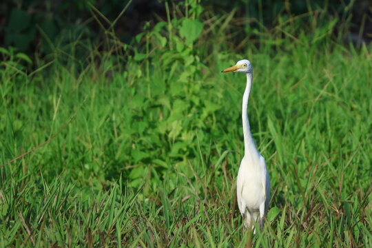 Grande aigrette (Ardea alba) dans v&eacute;g&eacute;tation humide tropicale