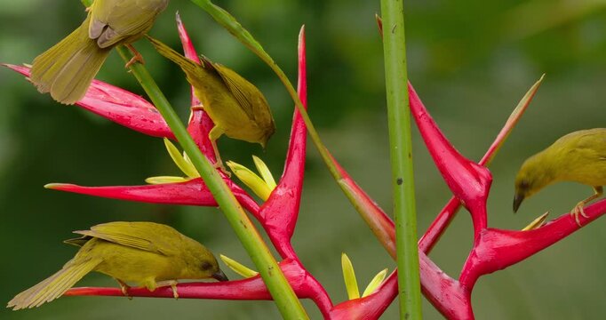 Four Olive-green tanager (Orthogonys chloricterus) drinking nectar from a heliconia flower in atlantic rain forest Brazil 