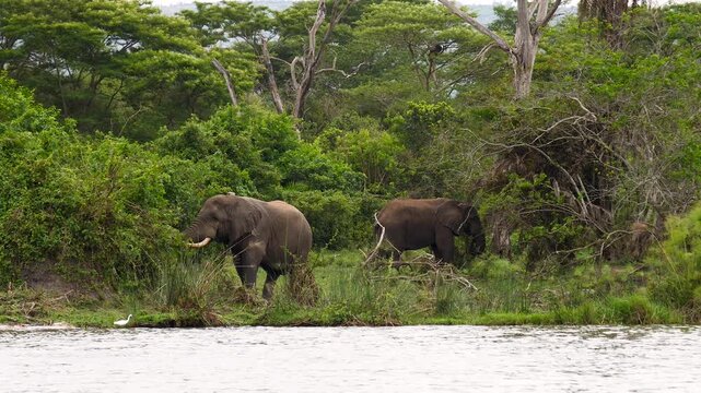 Wild african bush elephants grazing along riverbank in a lush green jungle environment surrounded by dense, vibrant vegetation and tall trees. River safari in national park