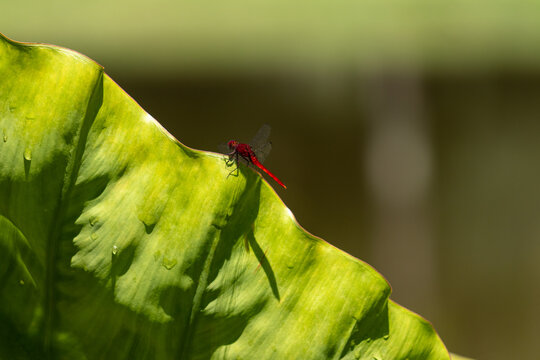 Dragonfly Resting on Aquatic Banana Leaf in Natural Wetland Environment