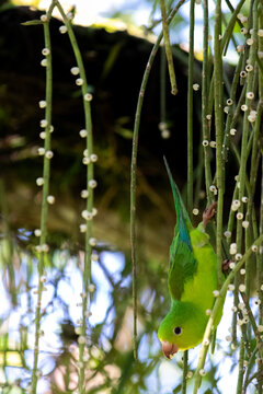 Plain Parakeet Resting on Tree Branch.	