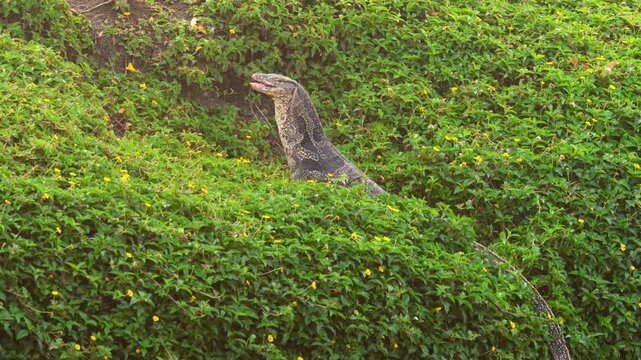 A giant monitor lizard eats its prey on the bank of a water canal near Bangkok.