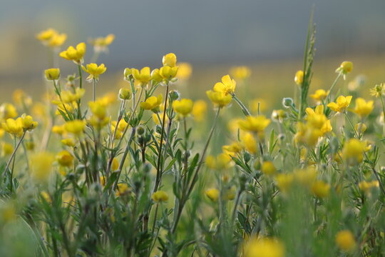 fiori di ranuncolo in primavera al tramonto