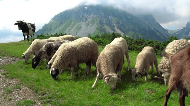 Sheep, a cow, and a goat grazing on a green alpine meadow with rocky mountains and clouds in the background, Switzerland.