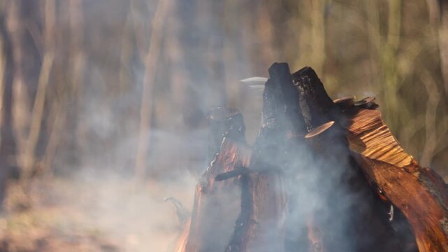Close-up of a campfire in a grill in the forest. Flames engulf logs, smoke rises, blurred woodland background, natural spring light. Perfect for outdoor, camping, fire content.