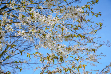Fototapeta premium Delicate white cherry blossoms bloom against a clear blue sky in spring