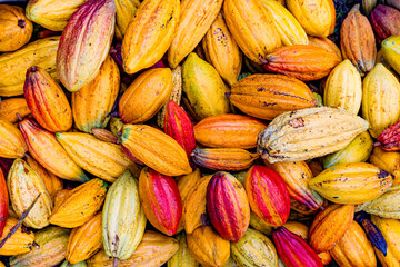 Fototapeta premium Cacao Pods Ready for Harvest