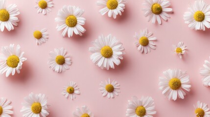Obraz premium Daisy flowers laid flat on pink pastel background studio