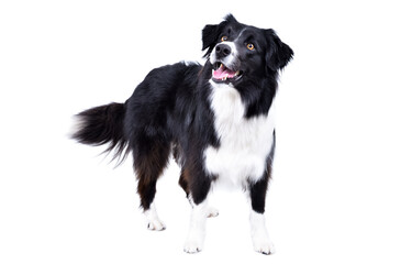 Naklejka premium Funny border collie dog standing looking up isolated on white background