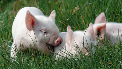 Playful Piglets © Aaron