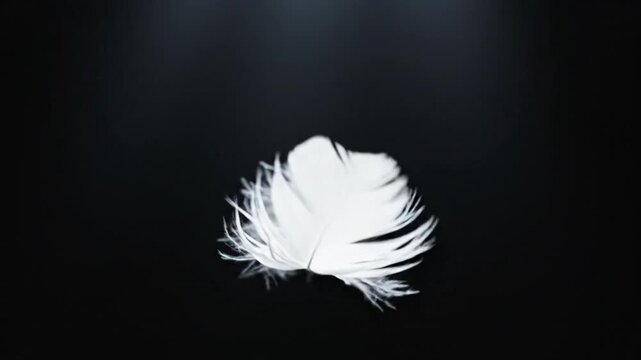 Floating Feather: Delicate feather descends gently against a somber backdrop. Capturing the graceful beauty and lightness.