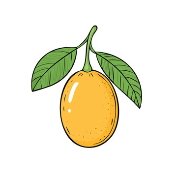 Vibrant Yellow Tropical Fruit with Green Leaves Hanging on a Stem Hand Drawn Illustration