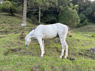 Fototapeta premium White horse grazing on green hillside with araucaria trees in Rio Grande do Sul countryside, Brazil