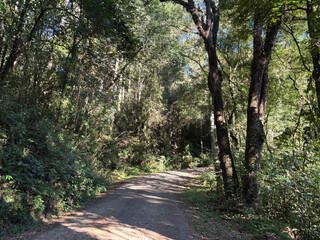 Fototapeta premium Dirt road through dense forest in rural Rio Grande do Sul, Brazil
