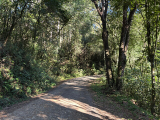 Fototapeta premium Dirt road through dense forest in rural Rio Grande do Sul, Brazil