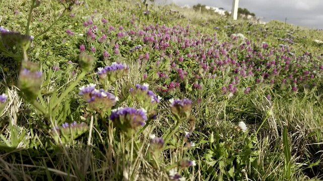 Limonium, Statice, Kermek and Clover in strong wind blooming on the Mediterranean coast of Israel near the sea and blue cloudy sky