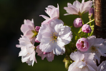 Fototapeta premium Beautiful Japanese cherry blossom branches in full bloom against a lush green background.