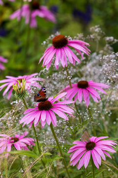 A butterfly pollinating the echinacea pink flower in a summer garden.