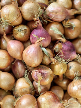 Close up of raw Echalion Shallots, also known as Banana shallots