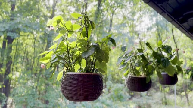 Touch-me-not plant in hanging planters decorates the veranda of a wooden house in the village. Swaying in the wind