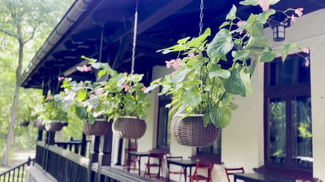 Touch-me-not plant in hanging planters decorates the veranda of a wooden house in the countryside