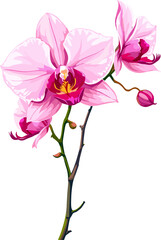Fototapeta premium Light pink orchid flower isolated, delicate tropical floral illustration, orchid bloom clipart