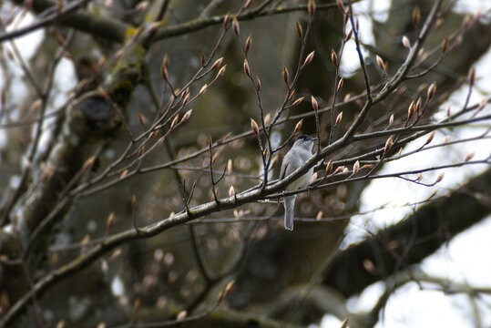 Male Eurasian blackcap (Sylvia atricapilla) sitting in a tree in Zurich, Switzerland