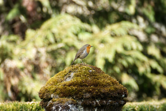 European robin (Erithacus rubecula) sitting on a stone in Zurich, Switzerland