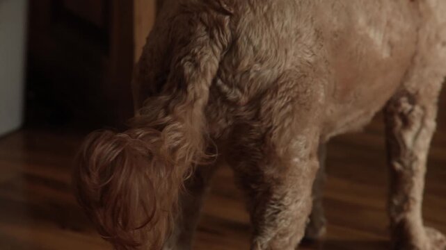 The dog wagging its long tail