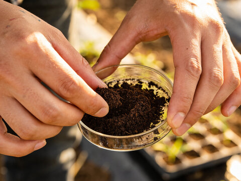 hands of farmer examines soil sample