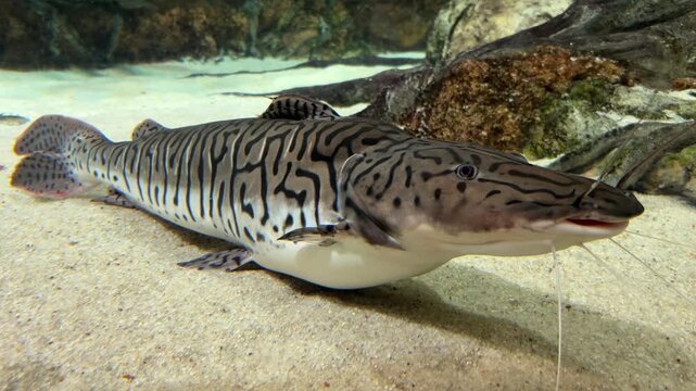 Tiger shovelnose catfish with distinctive dark stripes resting on the sandy bottom of an aquarium.
