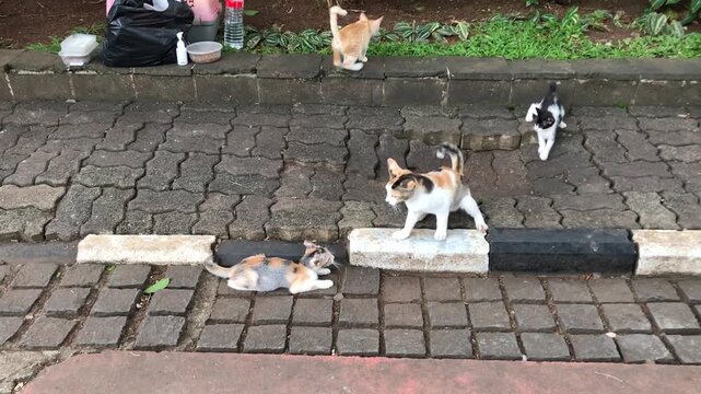 A group of domestic cats of various colors are playing and interacting on a paved walkway with a curb.